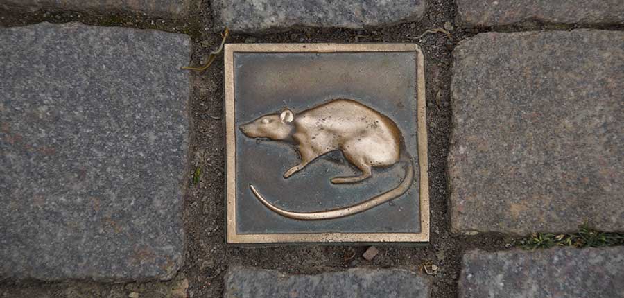 Ratten in der Altstadt von Hameln